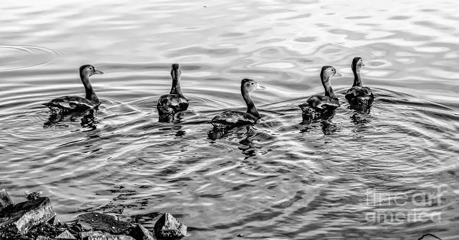 Five Little Ducks-bw Photograph by Kathleen K Parker
