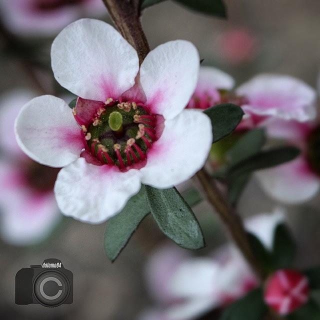 Five Little Petals #flowersbydl Photograph by David Lopez