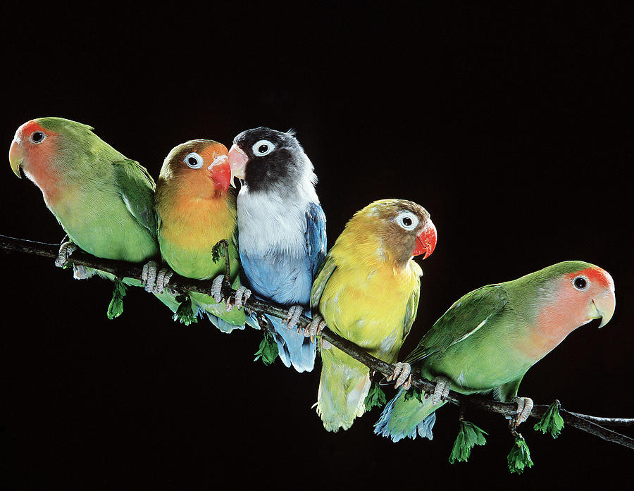 Lovebird Photograph - Five Lovebirds by Jean-Michel Labat