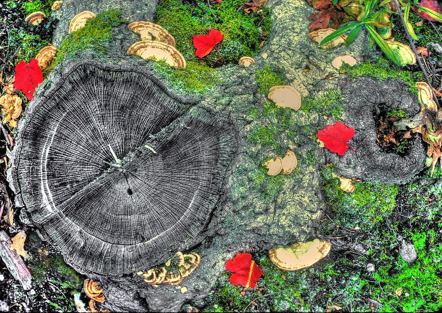 Five of Ten - Ground Clock - Cunningham Falls State Park Frederick County Maryland - Autumn Photograph by Michael Mazaika