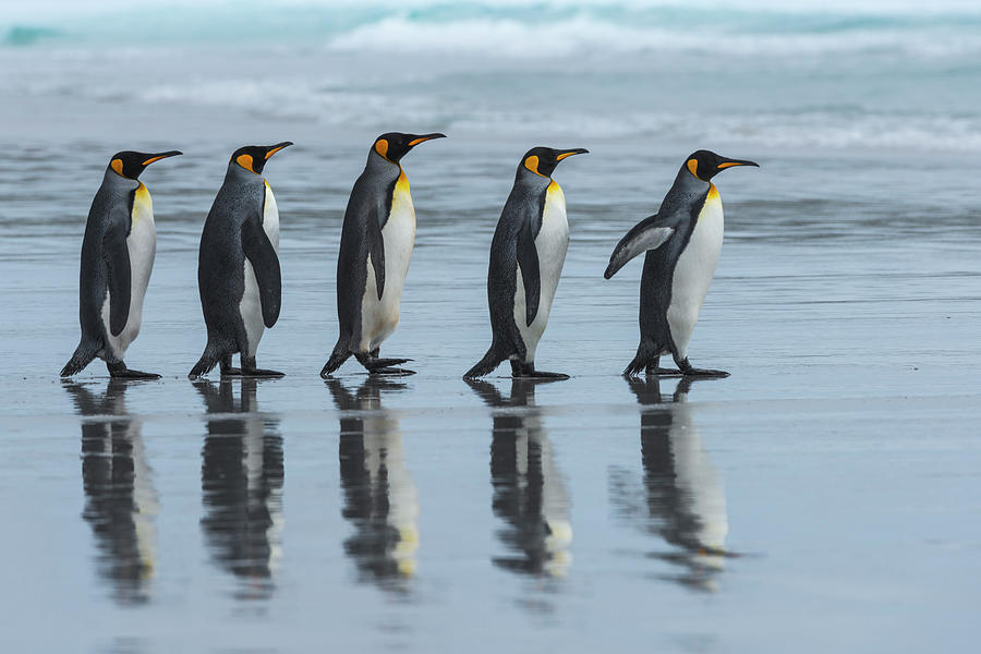 Penguin Photograph - Five Online by Miquel Angel Art??s