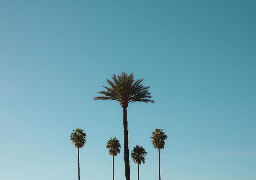 Five Palm Trees Photograph by Gerard Puigmal