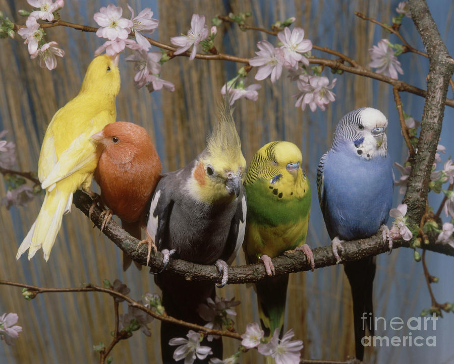 Five Parakeets Budgies Photograph by Hans Reinhard