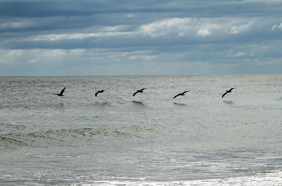 Wildlife Photograph - Five Pelicans by Cynthia Guinn
