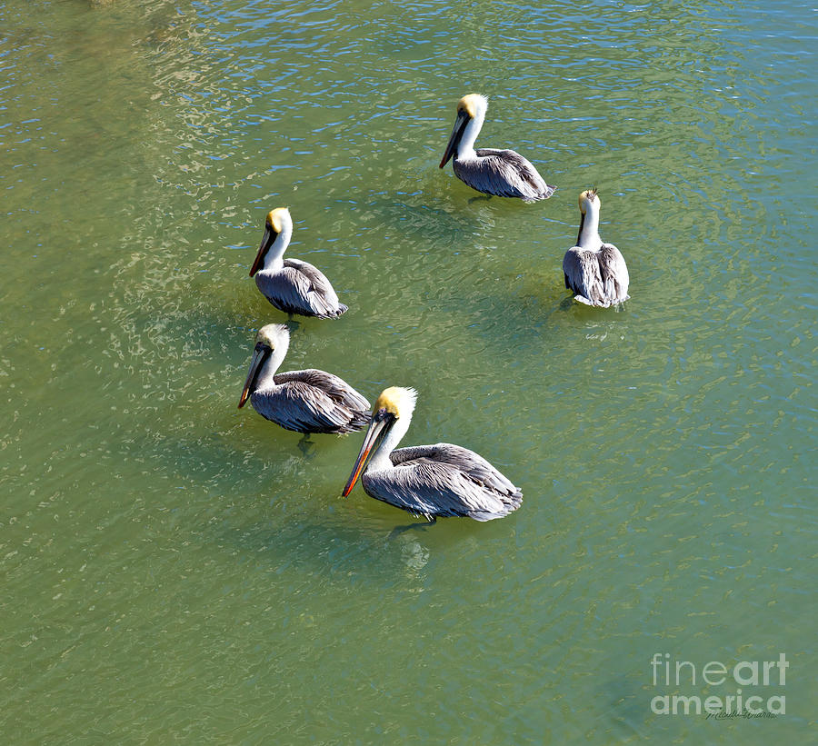 Bird Photograph - Five Pelicans by Michelle Constantine