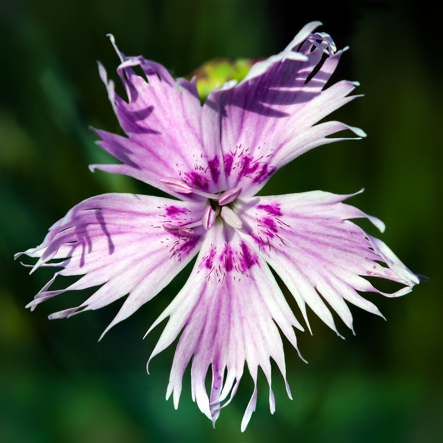 Flower Photograph - Five-pointed Star by Tomasz Dziubinski