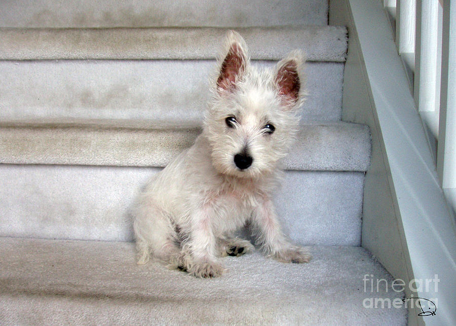 Westie Photograph - Five Pounds of Love by Dianne Wendell