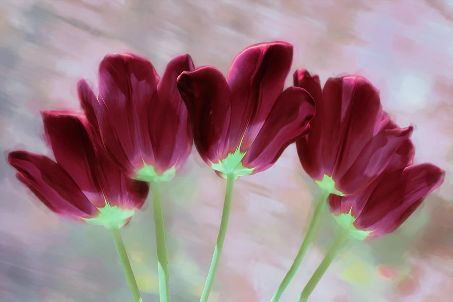 Five Purple Tulips Photograph
