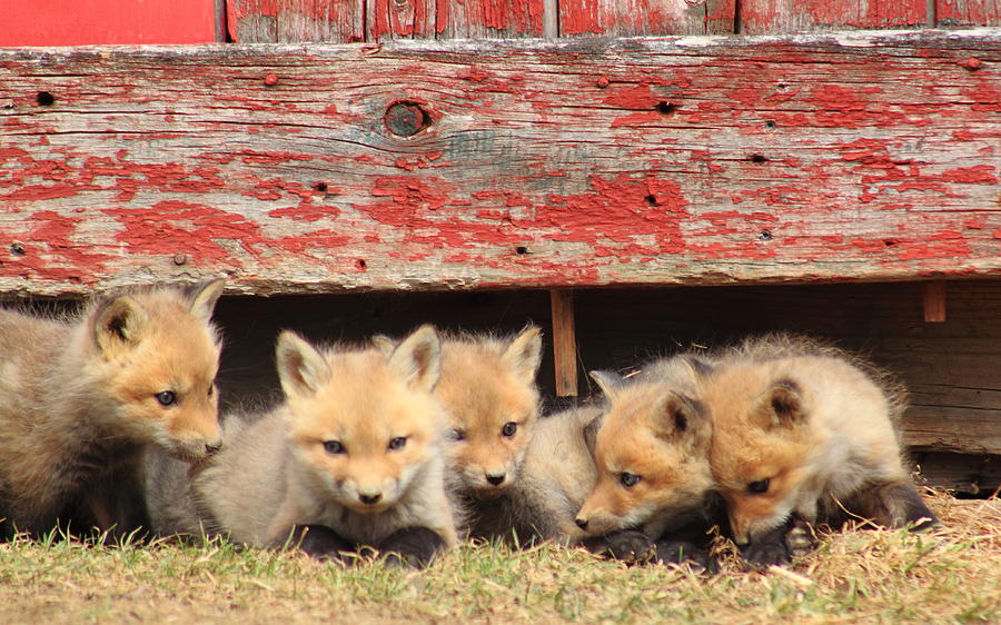 Five Red Fox Kits and Red Barn Photograph by John Burk