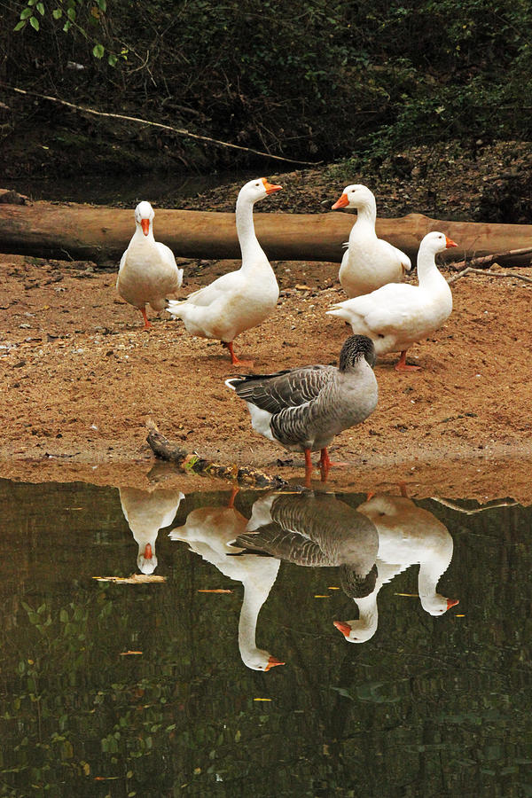 Geese Photograph - Five Reflections by Ann Hernandez