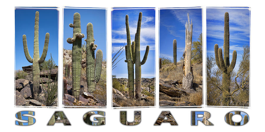 Saguaros Photograph - Five Saguaros by Kelley King