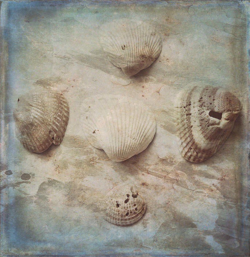 Five Seashells  Photograph by Toni Hopper