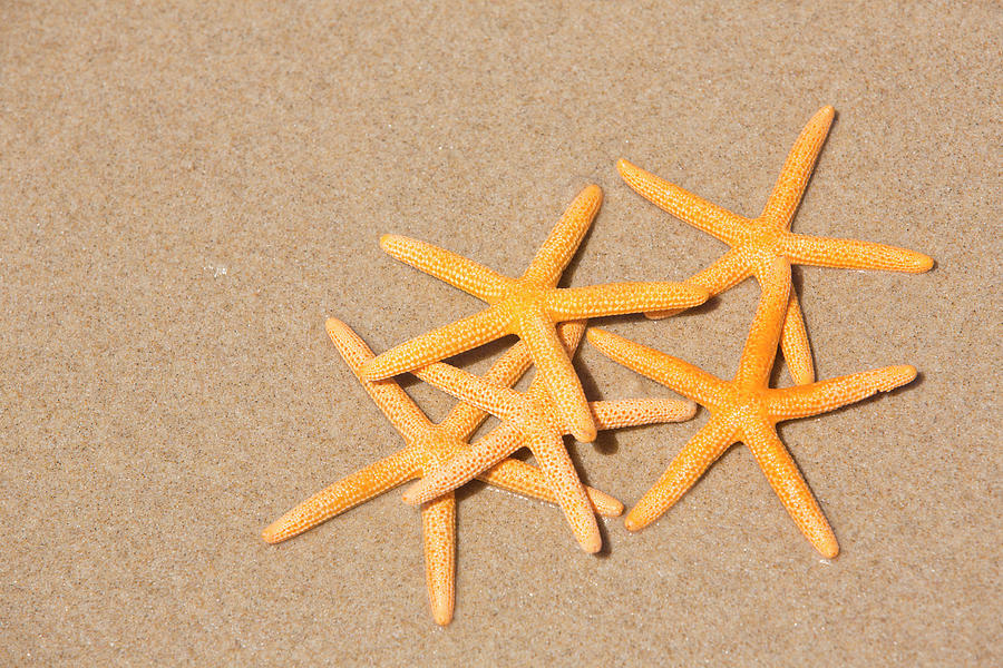 Five Star Beach Holiday Concept Photograph by David Freund