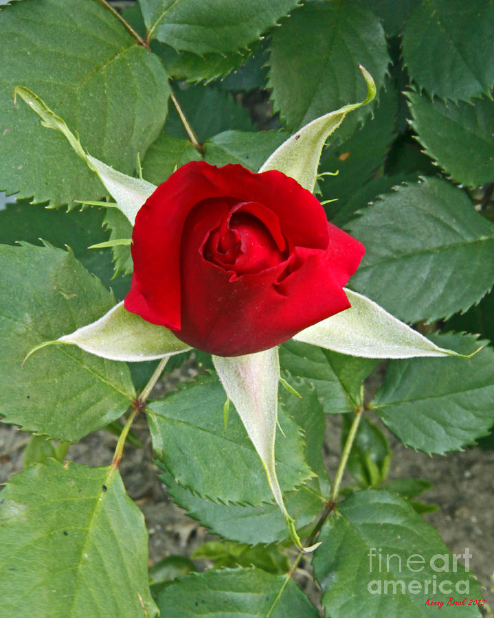Five Star Red Rose Photograph by Kenny Bosak