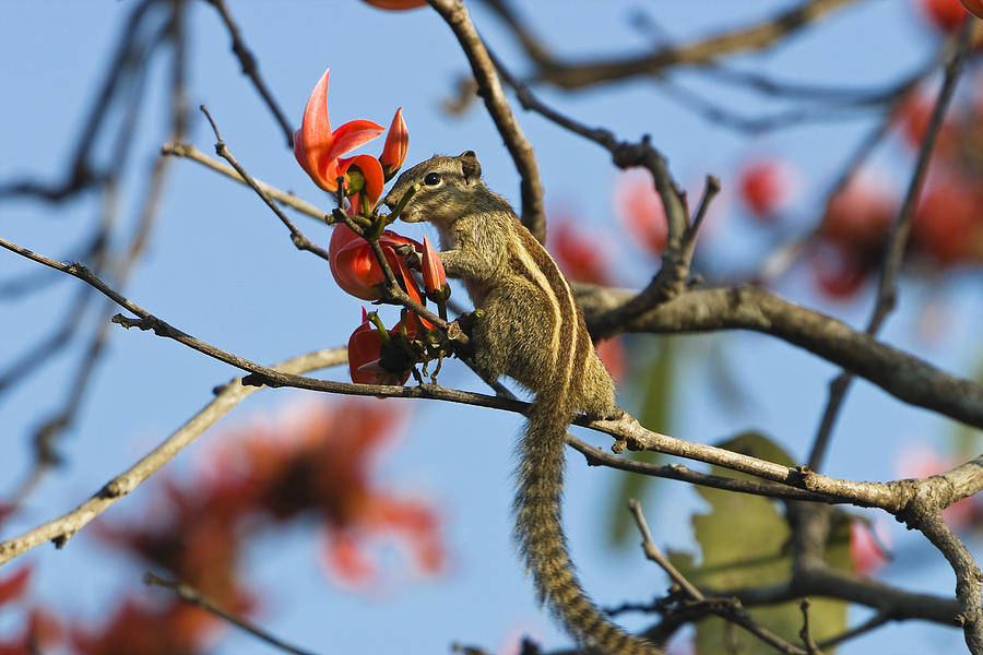 Nature Photograph - Five-striped Palm Squirrel India by Konrad Wothe