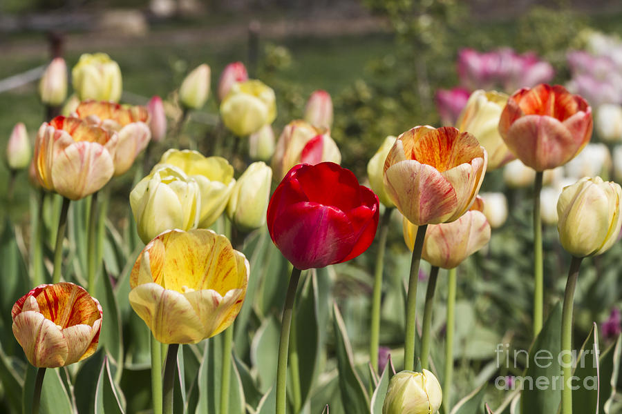 Five Tulips Photograph