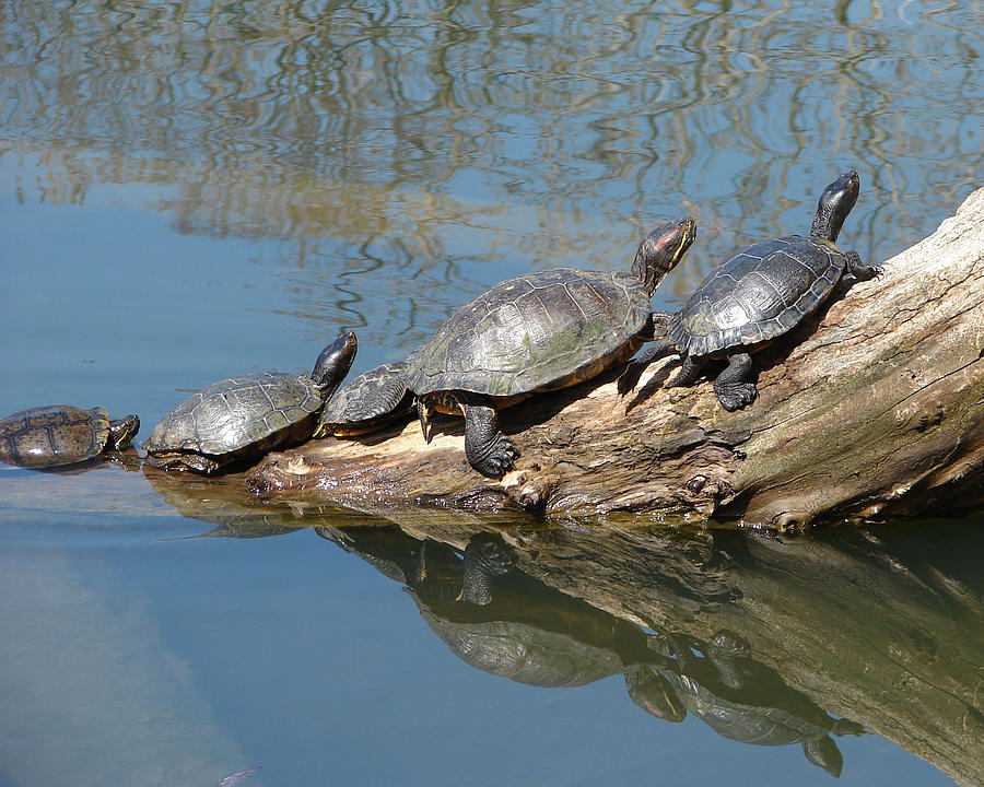 Five Turtles on a Log Photograph by BJ Karp