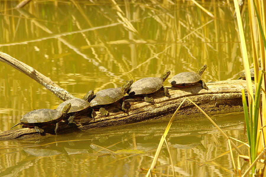 Wildlife Photograph - Five Turtles On A Log by Jeff Swan