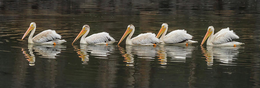 Five White Pelicans In A Line With Photograph by Alice Cahill