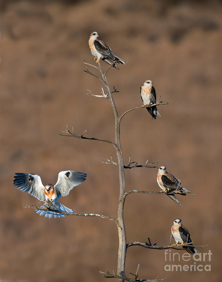 Five White-tailed Kite Siblings Photograph by Anthony Mercieca