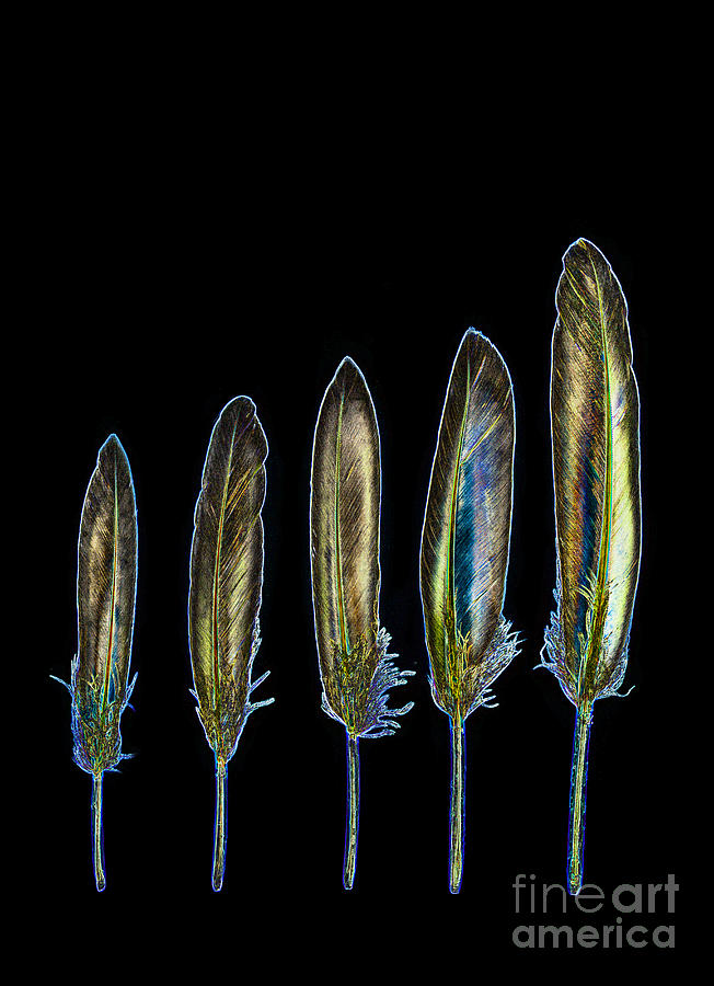 Feather Photograph - Five yellow feathers by Rosemary Calvert
