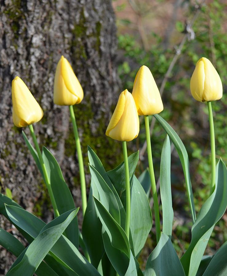 Five Yellow Tulips Photograph by Maria Urso
