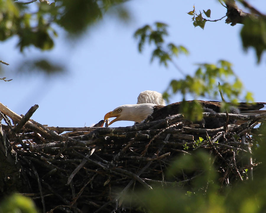 Bird Photograph - Fixing the nest.  by Bruce  Morrell