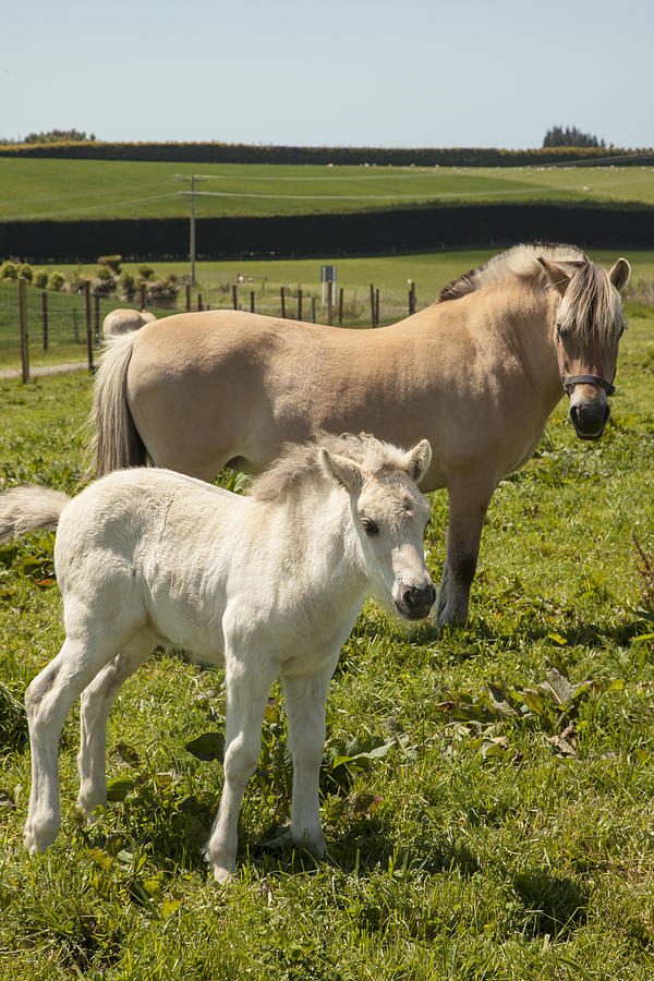 Fjord Horse Mare And Foal  New Zealand Photograph by Colin Monteath