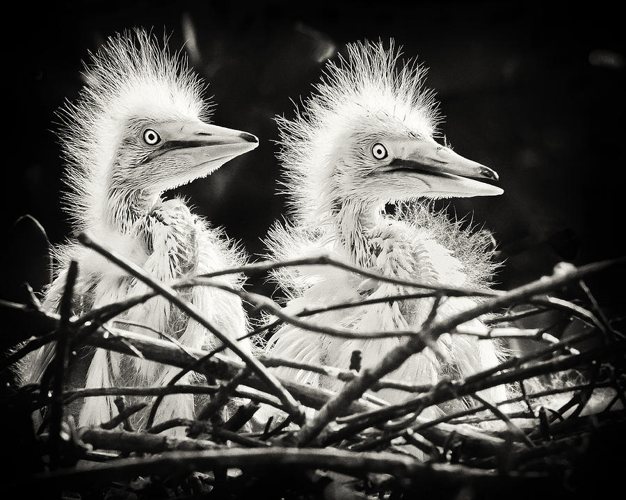Bird Photograph - FL Peeps by Patrick Lynch
