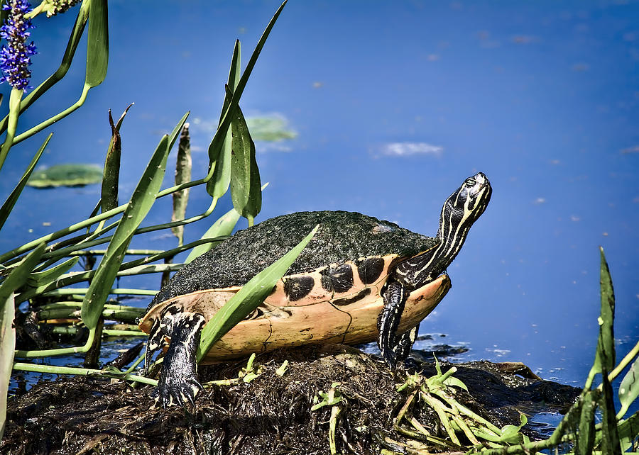 Fl Turtle Photograph