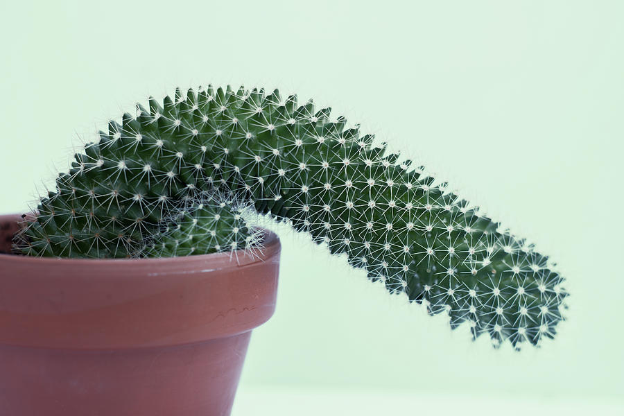 Flaccid Cactus Photograph by By Ana Gassent
