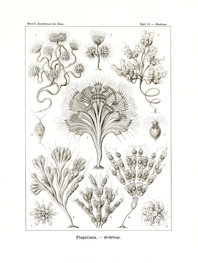 Ernst Haeckel Drawing - Flagellata by Ernst Haeckel