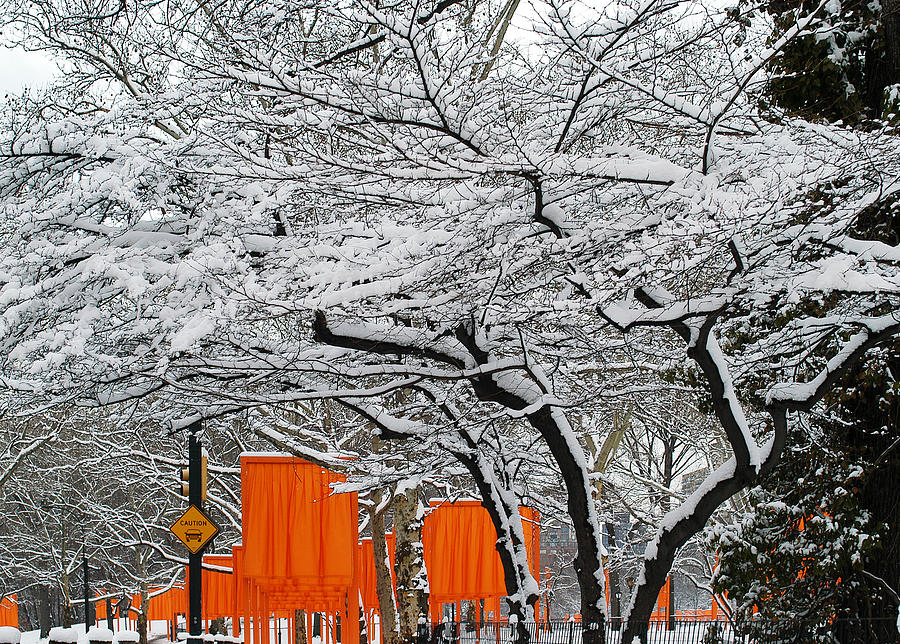 Flags under Snowy Trees Photograph by Yue Wang