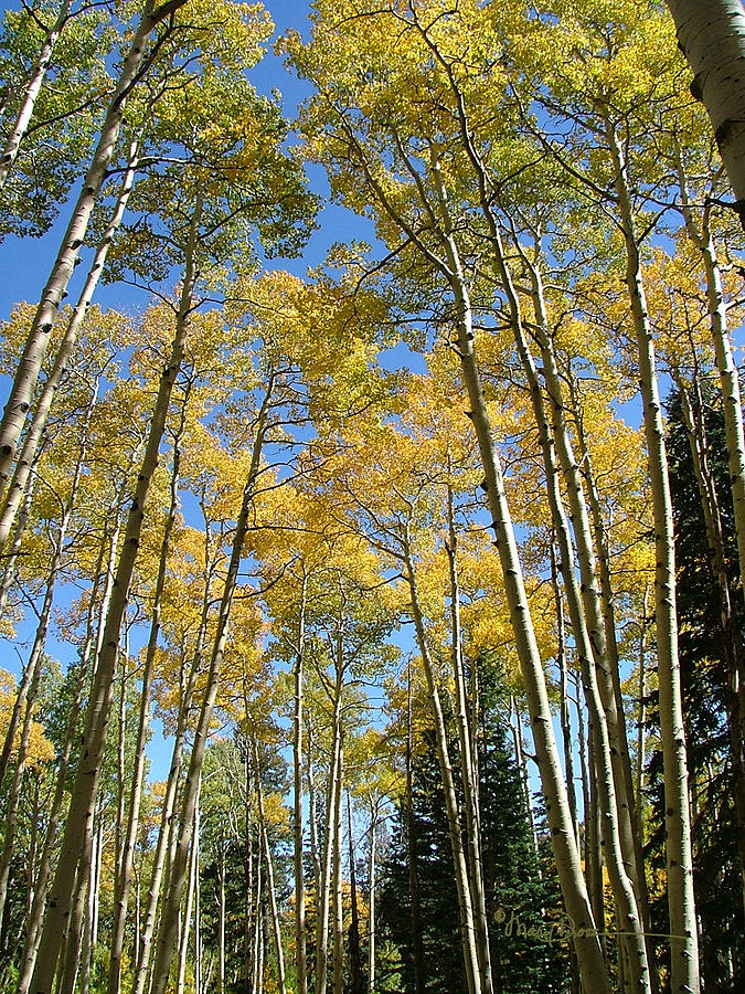 Flagstaff Aspens 794 Photograph by Mary Dove