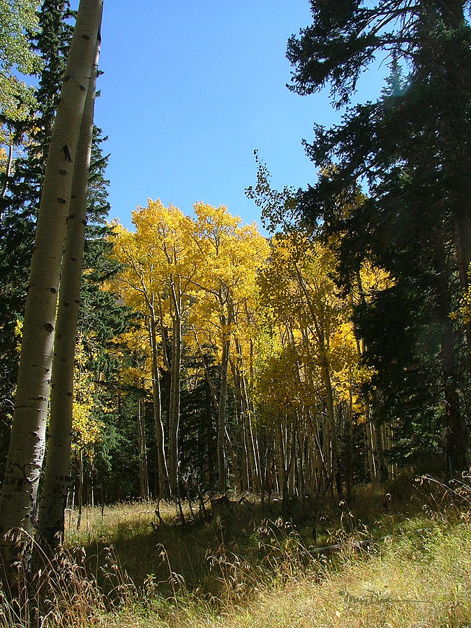 Flagstaff Aspens 801 Photograph by Mary Dove