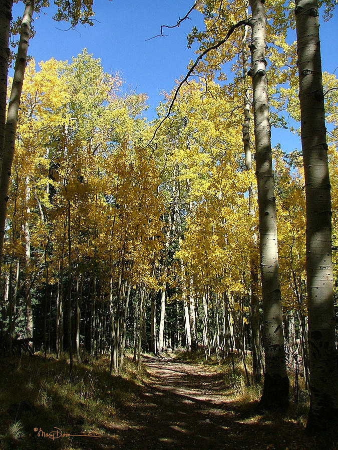 Flagstaff Aspens 802 Photograph by Mary Dove