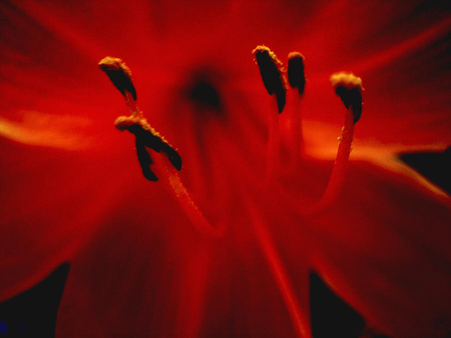 Flaiming Red Lily Photograph by Ann Powell