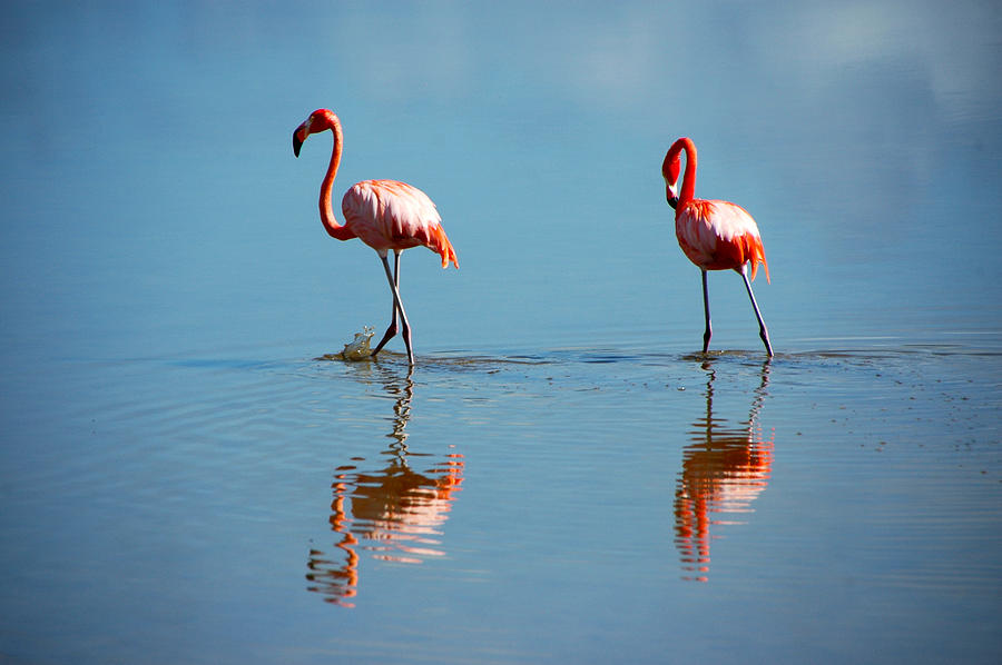 Flamands Rose Cayo Coco Cuba Pink Floyds Photograph by Ichauvel