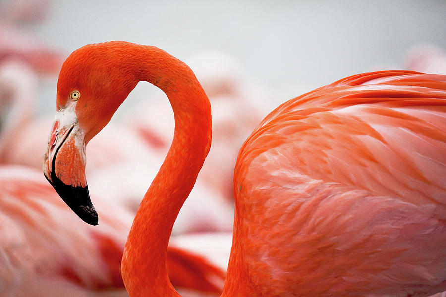Flamant Rose Photograph by 627