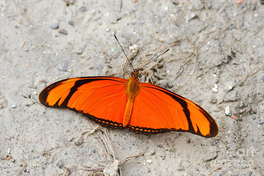 Flambeau butterfly Photograph by James Brunker