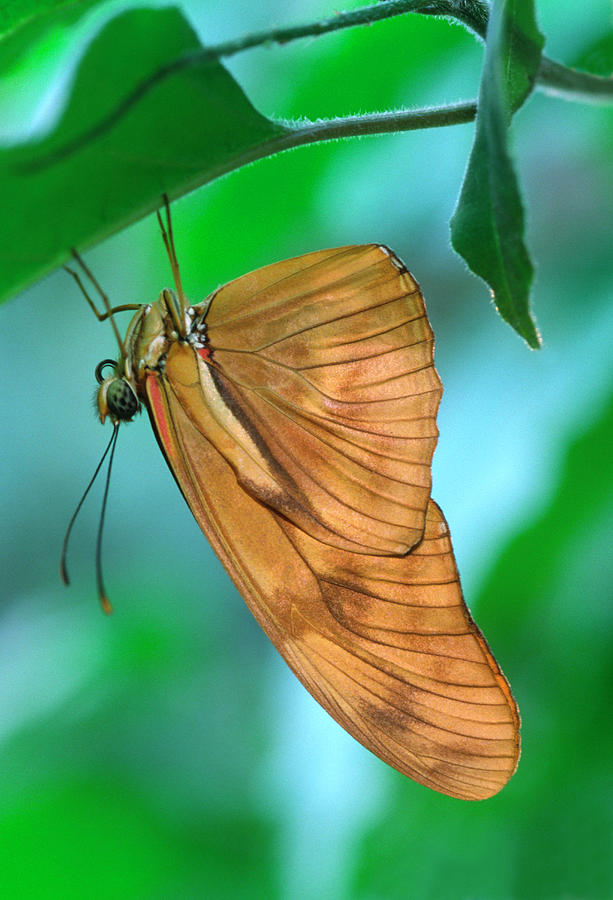 Butterfly Photograph - Flambeau Butterfly by Nigel Downer