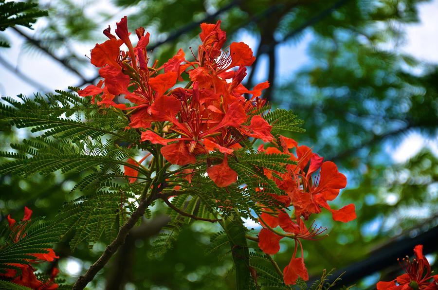 Flamboyan or Royal Poinciana Tree Flower Photograph by Ricardo J Ruiz de Porras