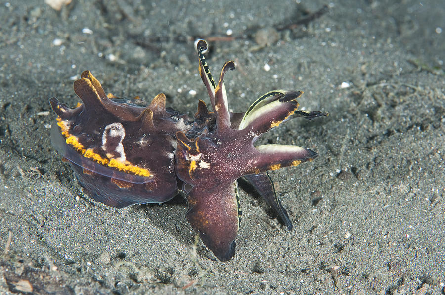 Flamboyant Cuttlefish, Indonesia Photograph by Andrew J. Martinez