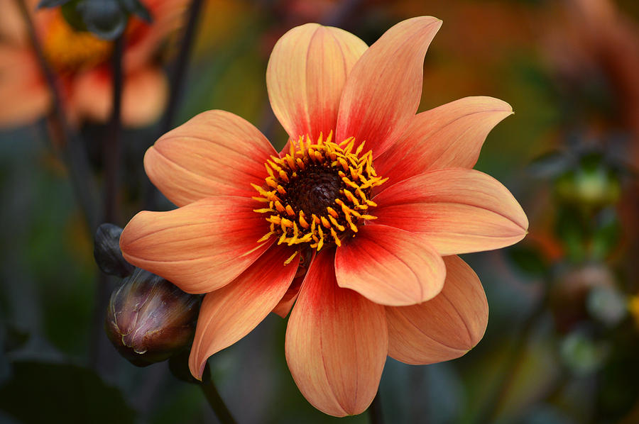 Flower Photograph - Flamboyant Dahlia. by Terence Davis