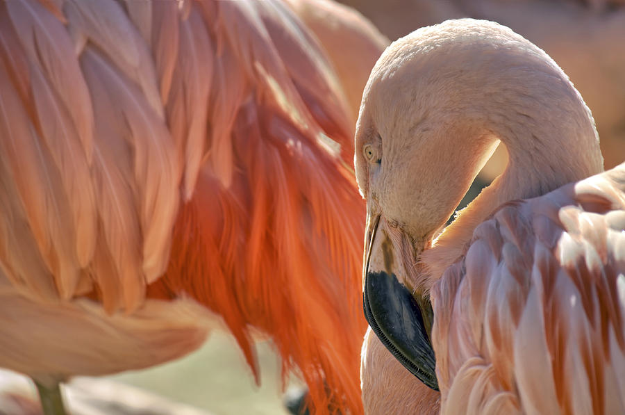 Flamboyant Pink Flamingo Photograph by Jason Politte