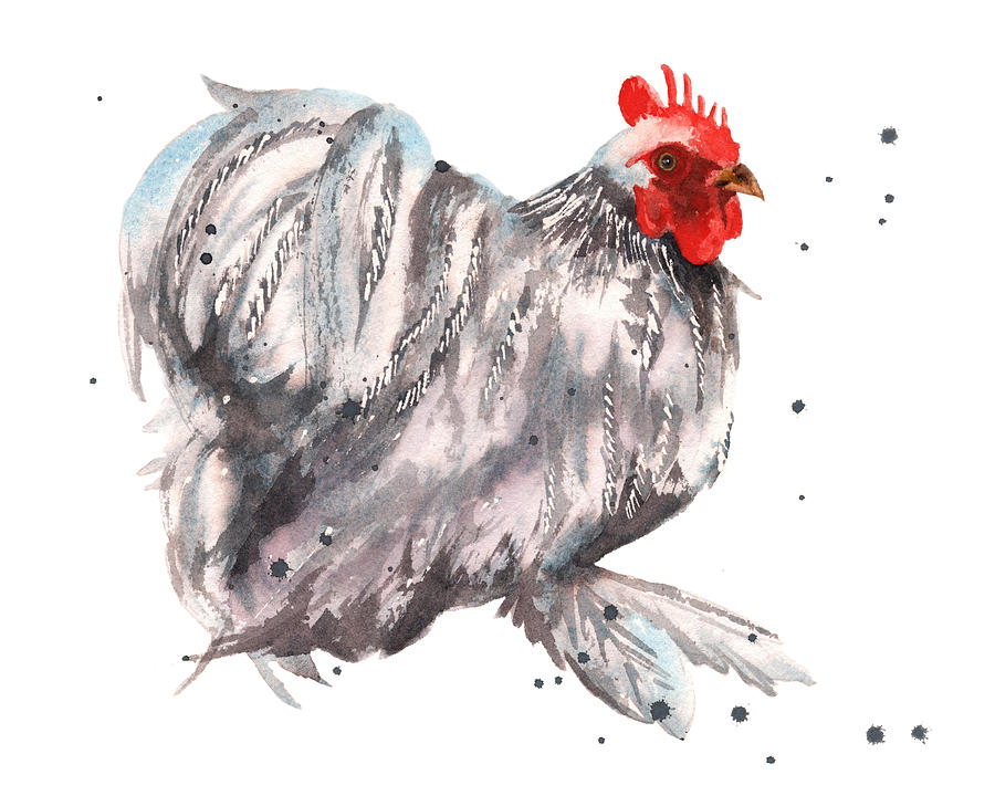 Animal Watercolor Painting - Flamboyant Rooster by Alison Fennell