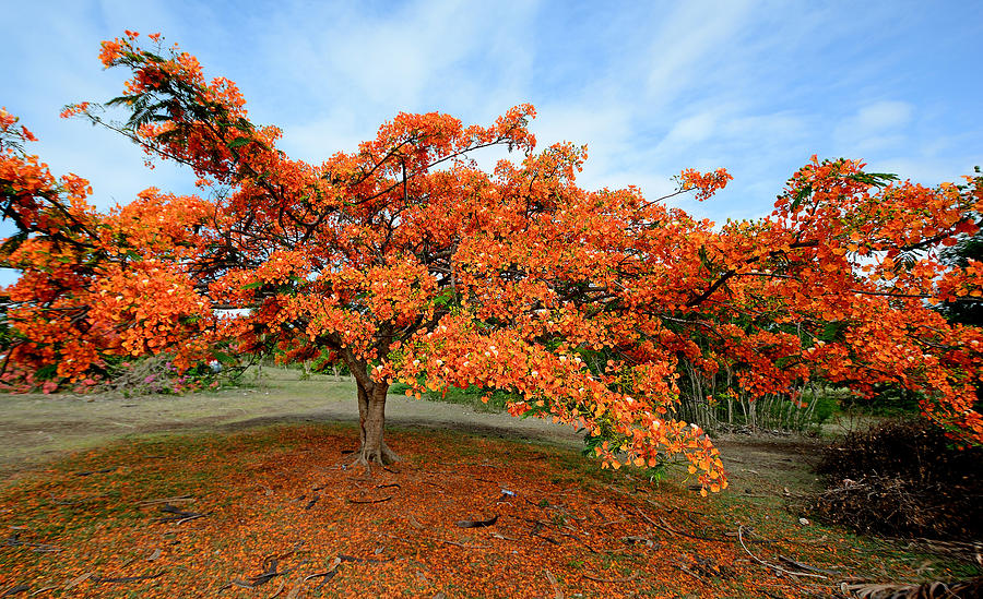 Flamboyant Tree - St. Lucia Photograph by Brendan Reals