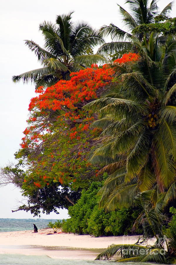 Flamboyant Tree, The Seychelles Photograph by Tim Holt