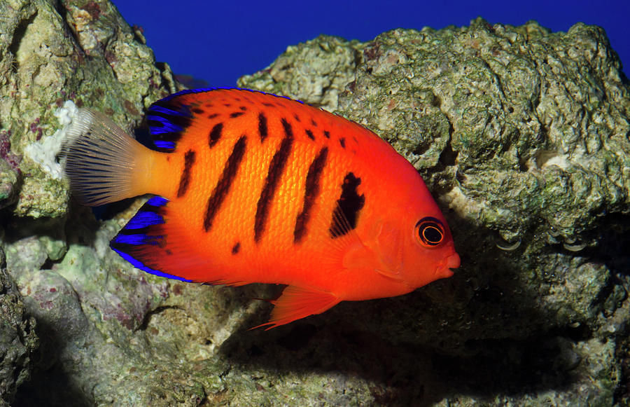 Flame Angelfish Photograph by Nigel Downer