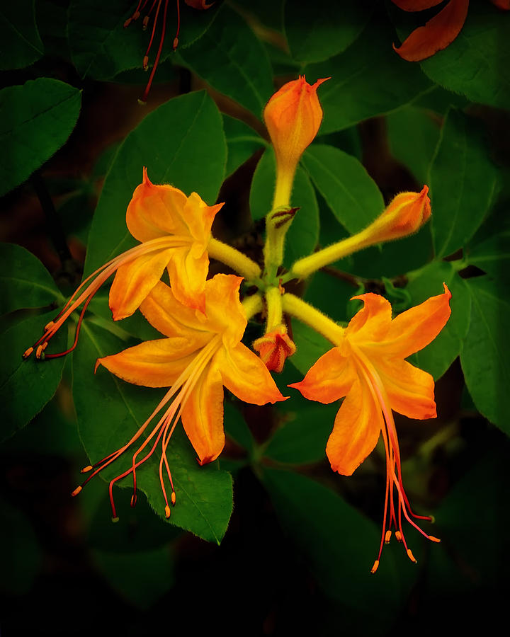 Flower Photograph - Flame Azalea by Carolyn Derstine